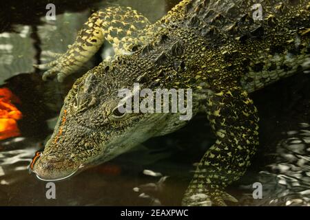 Kubanisches Krokodil (Crocodylus rhombifer) Ein einziges kubanisches Krokodil zur Hälfte im Wasser Stockfoto