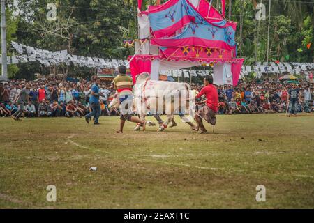 Stierkämpfe sind eines der traditionellen Feste in Bangladesch. Jedes Jahr kommen viele Menschen aus fernen Orten mit ihren Stieren, um teilzunehmen. A l Stockfoto