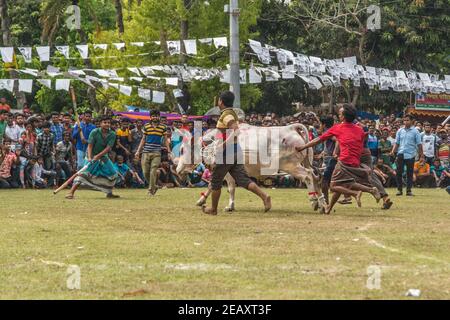 Stierkämpfe sind eines der traditionellen Feste in Bangladesch. Jedes Jahr kommen viele Menschen aus fernen Orten mit ihren Stieren, um teilzunehmen. A l Stockfoto