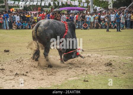 Stierkämpfe sind eines der traditionellen Feste in Bangladesch. Jedes Jahr kommen viele Menschen aus fernen Orten mit ihren Stieren, um teilzunehmen. A l Stockfoto