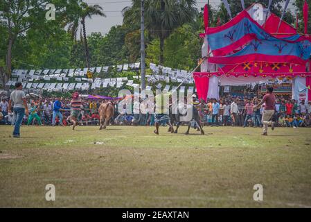 Stierkämpfe sind eines der traditionellen Feste in Bangladesch. Jedes Jahr kommen viele Menschen aus fernen Orten mit ihren Stieren, um teilzunehmen. A l Stockfoto