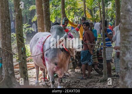 Stierkämpfe sind eines der traditionellen Feste in Bangladesch. Jedes Jahr kommen viele Menschen aus fernen Orten mit ihren Stieren, um teilzunehmen. A l Stockfoto