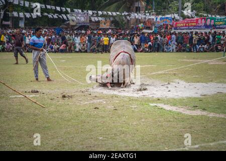 Stierkämpfe sind eines der traditionellen Feste in Bangladesch. Jedes Jahr kommen viele Menschen aus fernen Orten mit ihren Stieren, um teilzunehmen. A l Stockfoto