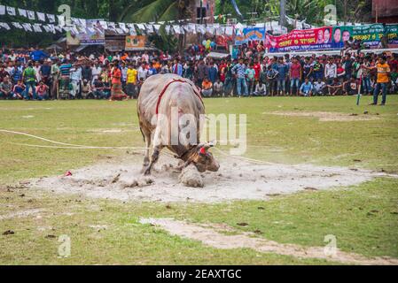 Stierkämpfe sind eines der traditionellen Feste in Bangladesch. Jedes Jahr kommen viele Menschen aus fernen Orten mit ihren Stieren, um teilzunehmen. A l Stockfoto