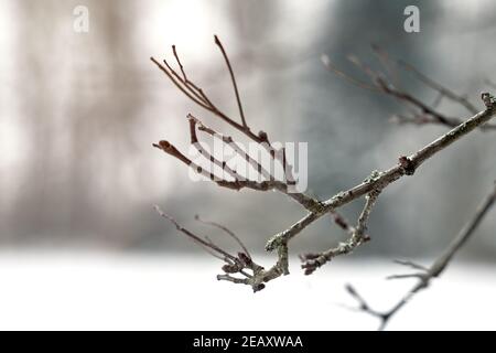 Abstraktes Foto mit verschwommenem Hintergrund eines trockenen Astes in Winter Stockfoto