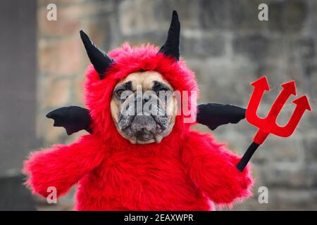 Niedlichen Französisch Bulldog Hund mit roten Halloween Teufel Kostüm mit Fake Arme halten Pitchfork mit Hörnern und schwarzen Fledermausflügeln Stockfoto