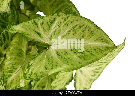 pfeilspitze, Pfeilspitze Rebe, schön, Botanik, hell, Farbe, bunt, Dekoration, exotisch, Flora, Blumen, Blumentopf, Laub, Garten, grün, Haus pl Stockfoto