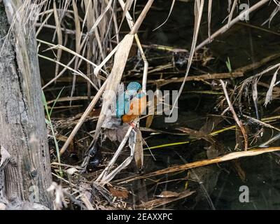 Ein farbenprächtiger Eisvogel, Alcedo atthis bengalensis, hält im Schilf und bürstet neben einem Fluss, während er in der Nähe von Yokohama, Japan angeln wird. Stockfoto