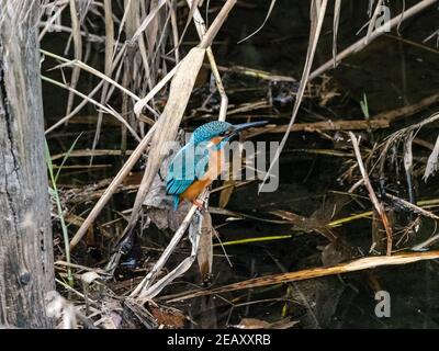 Ein farbenprächtiger Eisvogel, Alcedo atthis bengalensis, hält im Schilf und bürstet neben einem Fluss, während er in der Nähe von Yokohama, Japan angeln wird. Stockfoto