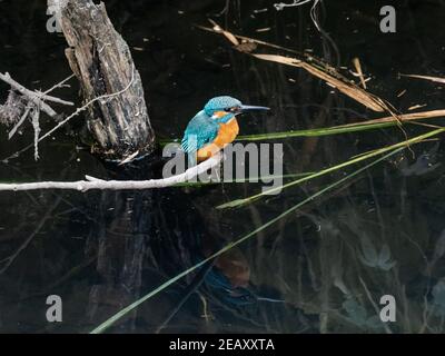 Ein farbenprächtiger Eisvogel, Alcedo atthis bengalensis, hält im Schilf und bürstet neben einem Fluss, während er in der Nähe von Yokohama, Japan angeln wird. Stockfoto