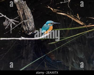 Ein farbenprächtiger Eisvogel, Alcedo atthis bengalensis, hält im Schilf und bürstet neben einem Fluss, während er in der Nähe von Yokohama, Japan angeln wird. Stockfoto