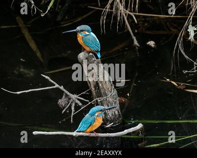 Ein Paar farbenfrohe Eisvögel, Alcedo atthis bengalensis, hält im Schilf und bürsten neben einem Fluss, während sie in der Nähe von Yokohama, Japan angeln. Stockfoto