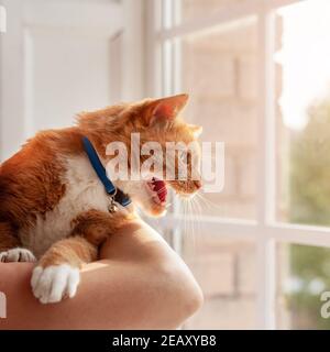 Junge wütend rot gestromt Hauskatze zischend und mähen suchen Draußen durch das Fenster Stockfoto