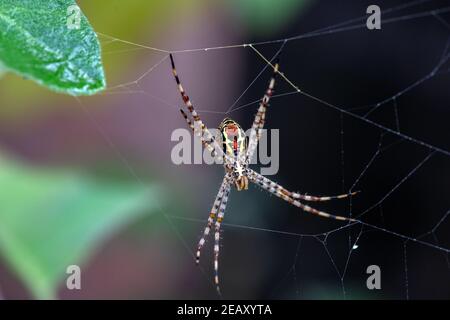 Signatur Spinne (Argiope anasuja) Gebäude Netz durch die Herstellung von Seidenfaden Beute wie kleine Insekten und Käfer auf Hausgarten in kerala, indien zu fangen Stockfoto