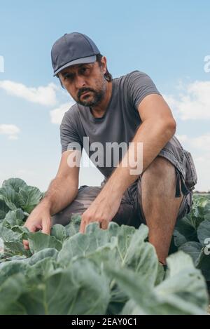 Männlicher Landwirt Agronom untersucht Weißkohl Pflanzenentwicklung in Gemüsegarten, hausgemachte Produkte und Bio-Lebensmittelproduktion Stockfoto
