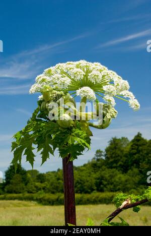 Giant Hogweed (Heracleum mantegazzianum) Usk Valley, Clytha Estate, Monmouthshire, South Wales. Stockfoto