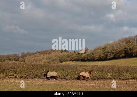 Zwei Pferde auf einem Feld zwischen Chiltern Hills bei Chesham, England Stockfoto