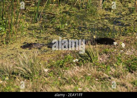 Junger amerikanischer Alligator, Alligator mississippiensis, sonnt sich in den Viera Wetlands, Florida Stockfoto