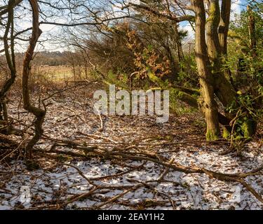 Frostiger Wintermorgen in Chiltern Hills bei Chesham, England Stockfoto