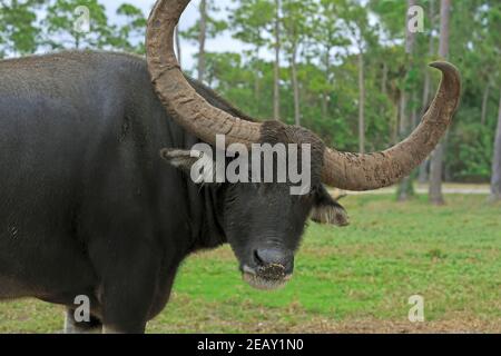 Asiatischer Wasserbüffel, Bubalus arnee Stockfoto