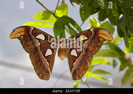 Atlas-Motte, Attacus atlas Stockfoto