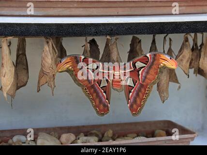 Atlas Motte, Attacus Atlas. Eine Atlasmotte tauchte neu aus ihrer Puppe auf. Stockfoto