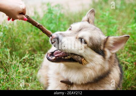 Ein Husky Hund spielt mit einem Stock auf dem Grün im Gras. Hunde Hintergrund. Schulungskonzept. Stockfoto