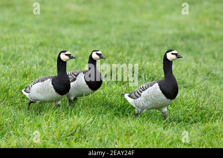 Weißwangengans, Branta leucopsis Stockfoto