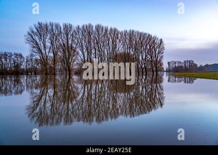 Naturschutzgebiet Bislicher Insel, Auenlandschaft am Rhein, bei Xanten, Hochwasser, überflutete Felder, Wiesen, NRW, Deutschland, Stockfoto