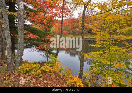 Herbstfarben neben einem Biberteich im Allegany State Park, Upstate New York Stockfoto