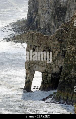 Tölpel und andere Seevögel nisten in den Klippen bei RSPB Bempton Cliffs Naturschutzgebiet Stockfoto