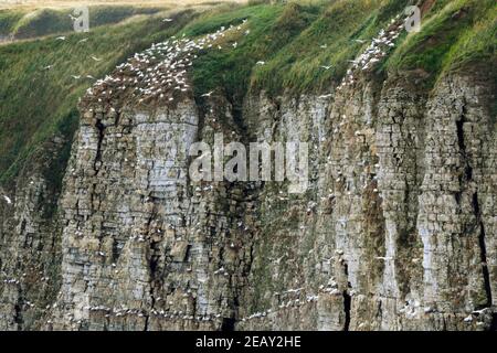 Tölpel und andere Seevögel nisten in den Klippen bei RSPB Bempton Cliffs Naturschutzgebiet Stockfoto