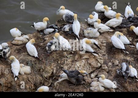 Tölpel brüten auf einer Felsformation bei Bempton Cliffs bei RSPB Bempton Cliffs Naturschutzgebiet Stockfoto