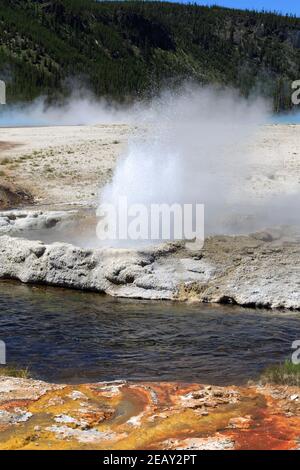 Cliff Geysir, schwarzen Sand Basin, Yellowstone-Nationalpark Stockfoto