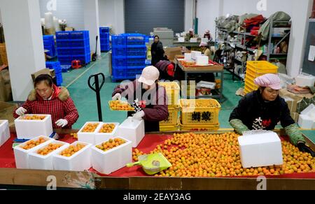 Peking, Chinas Autonome Region Guangxi Zhuang. Januar 2021, 27th. Arbeiter packen Kumquats in einer Fabrik in Liuzhou, südchinesische Autonome Region Guangxi Zhuang, 27. Januar 2021. Quelle: Qin Qinghe/Xinhua/Alamy Live News Stockfoto