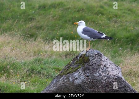 Heringsmöwe, Herings-Möwe, Heringsmöve, Möwe, Larus fuscus, Larus fuscus graellsii, Lesser Black-backed Gull, British Lesser Black-backed Gull, Goélan Stockfoto