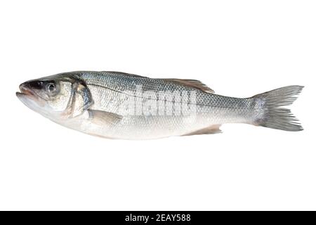 Roher frischer Seebassfisch isoliert auf weißem Hintergrund. Food-Konzept. Stockfoto
