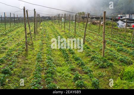 Erdbeerbeete mit kleinen weißen Blüten. Nicht-sortenreine Beeren. Degenerierte Erdbeerbüsche, die wild im Garten des Dorfes wachsen. Stockfoto