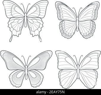Set von Vektor-Schmetterlingen. Isolierte Objekte auf Weiß. Stock Vektor