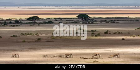 Eine Herde afrikanischer Elefanten, die im Vergleich zum riesigen staubigen, ausgetrockneten Bett des Lake Amboseli in Kenia winzig aussehen. Stockfoto