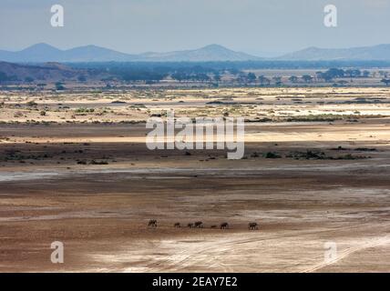 Eine Herde afrikanischer Elefanten, die im Vergleich zum riesigen staubigen, ausgetrockneten Bett des Lake Amboseli in Kenia winzig aussehen. Stockfoto