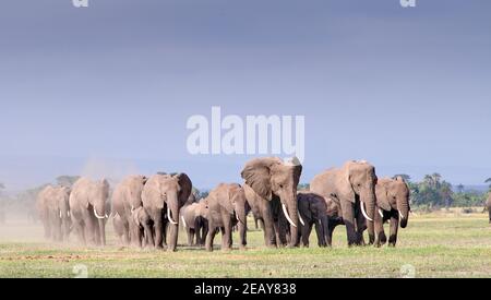 Panoramaaufnahme einer großen Herde afrikanischer Elefanten (Loxadonta africana), die die Ebenen von Amboseli, Afrika durchqueren. Stockfoto