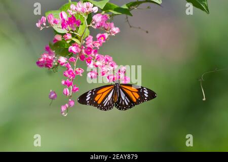 Schwarz geädert Tiger Schmetterling, Danaus Melanippus Hegesippus auf Coral Weinstock, Antigonon leptopus Stockfoto