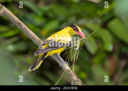 Schwarz-napter Oriole, Oriolus chinensis, der ein Nest baut Stockfoto