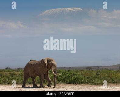 Bulle Afrikanischer Elefant beim Wandern mit Kilimandscharo mit einem schneebedeckten Kilimandscharo im Hintergrund. Stockfoto