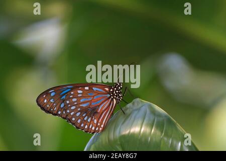Blaue glasig Tiger Schmetterling, Ideopsis Vulgaris Makrina Stockfoto