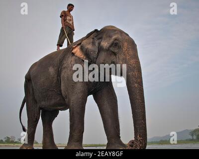 Mahout steht auf asiatischen Elefanten, die sie in einem Fluss gewaschen haben. Chitwan Nationalpark, Nepal. Stockfoto