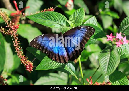 Peleides Blauer Morpho-Schmetterling, Morpho-Peleides, Oberseite Stockfoto