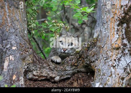 Bobcat, Lynx rufus Stockfoto