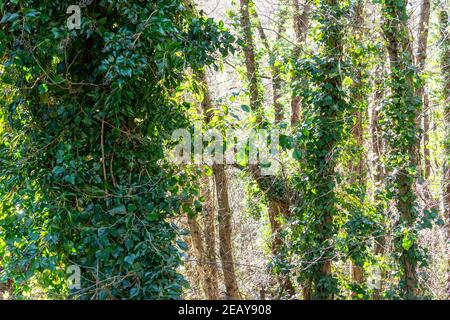 Undurchdringlicher, unpassierbarer alter Wald mit Bäumen, die mit Efeu bewachsen sind, in einem feuchten Wald. Fabelhafter mystischer Dschungel in einem regnerischen Klima Stockfoto